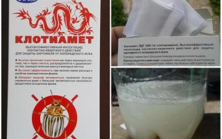 Remèdes Clotiamete du doryphore de la pomme de terre