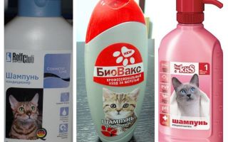 Shampooings aux puces pour chatons et chats