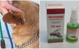 Comment et quoi traiter les oreilles d'un chien contre les mouches