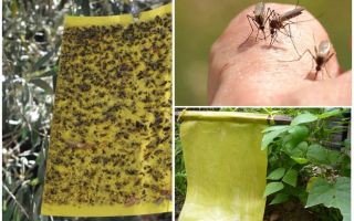 Pièges à moustiques avec leurs propres mains