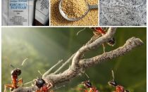 Lutte contre les fourmis dans les remèdes populaires de la parcelle de jardin