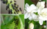 Comment se débarrasser des pucerons sur le jasmin