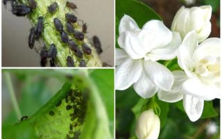 Comment se débarrasser des pucerons sur le jasmin