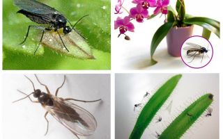 Comment se débarrasser des moustiques fongiques (sciaridés)