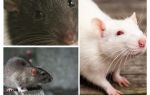 Vision de rat