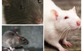Vision de rat