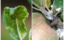 Comment se débarrasser des pucerons sur les pommiers