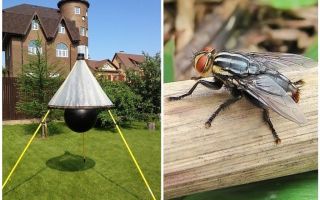 Pièges faits maison pour les mouches et les mouches