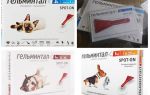 Gouttes Gel Mintal sur le garrot pour chiens et chats
