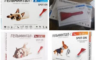 Gouttes Gel Mintal sur le garrot pour chiens et chats
