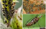 Comment apparaît le puceron sur les plantes