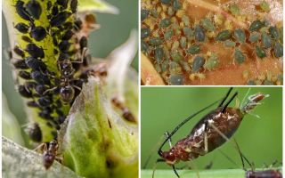 Comment apparaît le puceron sur les plantes