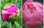 Comment traiter les pivoines de fourmis, remèdes populaires
