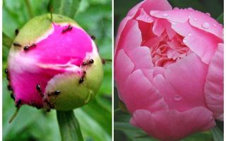 Comment traiter les pivoines de fourmis, remèdes populaires