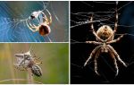 Comme l'araignée tisse une toile