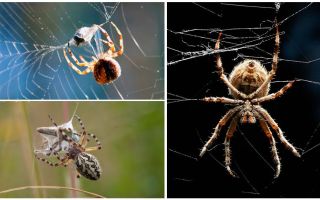 Comme l'araignée tisse une toile
