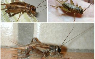 Description et photos de grillons