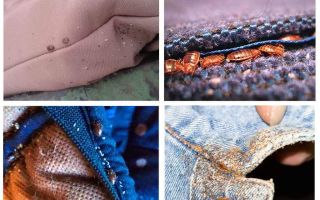 Est-ce que les insectes vivent dans les vêtements