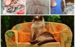 Les puces d'un chat peuvent-elles aller à l'homme?
