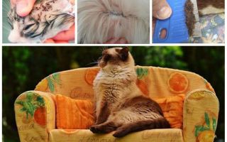Les puces d'un chat peuvent-elles aller à l'homme?