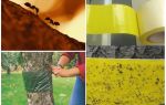 Comment traiter les fourmis dans les arbres dans le jardin