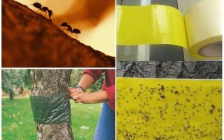 Comment traiter les fourmis dans les arbres dans le jardin