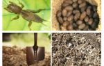 Quoi et comment faire sortir Medvedka du jardin