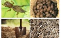 Quoi et comment faire sortir Medvedka du jardin