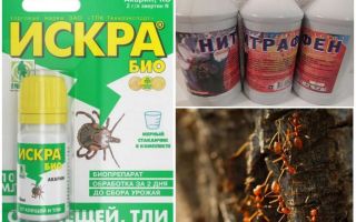 Comment traiter les fourmis et les pucerons sur les pommiers