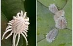 Comment se débarrasser de la cochenille sur les plantes d'intérieur