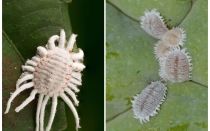 Comment se débarrasser de la cochenille sur les plantes d'intérieur