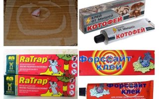 Colle pour rats et souris