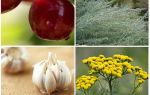 Comment se débarrasser des fourmis sur des cerises