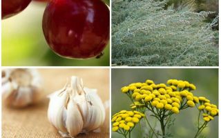 Comment se débarrasser des fourmis sur des cerises