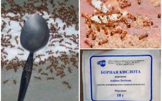 Comment traiter les fourmis rouges