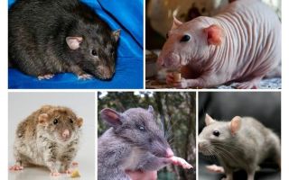 Espèce de rat