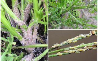 Comment se débarrasser des pucerons sur les carottes