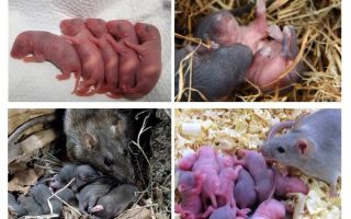 A quoi ressemblent les petits rats