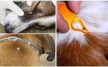 Morsure de tique chez un chien - symptômes, effets et traitement à la maison