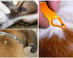 Morsure de tique chez un chien - symptômes, effets et traitement à la maison