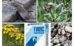 Moyens efficaces de rongeurs