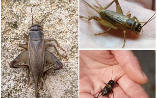 Différences cricket et cigale