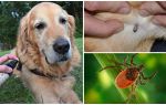 Sprays pour chiens contre les tiques et les puces