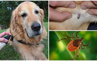 Sprays pour chiens contre les tiques et les puces