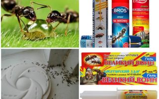 Comment détruire les fourmis et la fourmilière