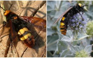 Description et photos de guêpes géantes