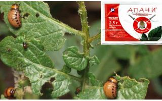 Comment élever des Apaches du doryphore de la pomme de terre