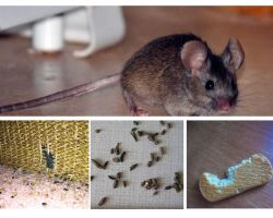 Comment gérer les souris dans l'appartement