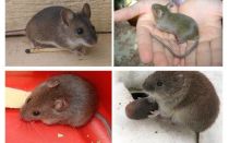 Souris domestiques