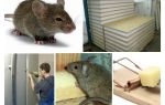 Les souris rongent les panneaux de vautour